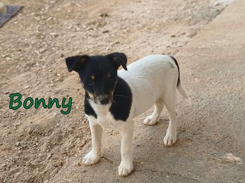 Bonny geb. 07/2026 (ESP) - zeigen wir ihm, dass Menschen durchaus Gutes in sich tragen!