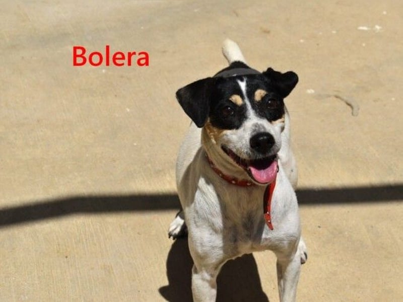 Bolera geb. 02/2018 (ESP) - unkomplizierte und verschmuste Hundedame hat endlich Glück verdient!