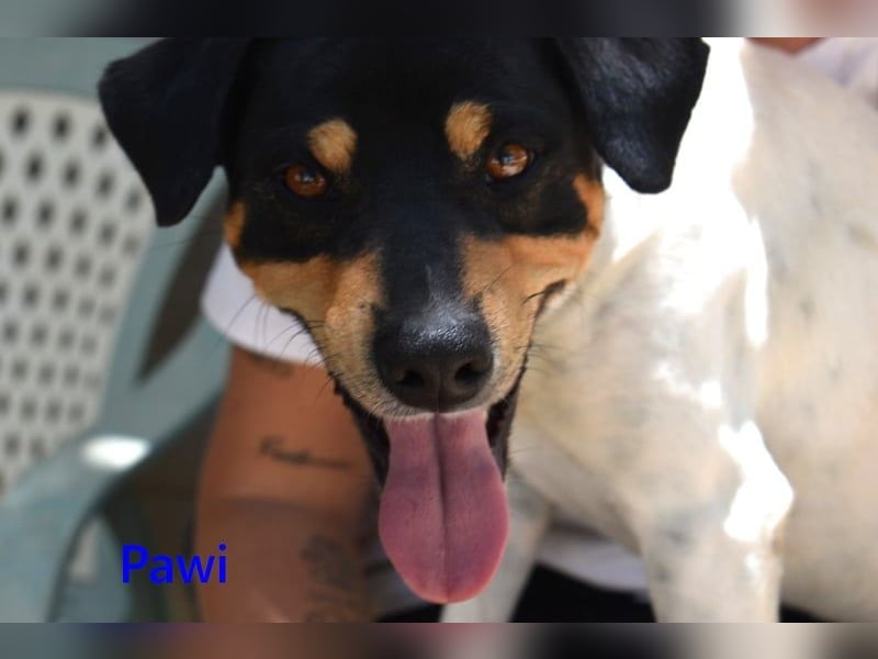 Pawi geb. 01/2022 (ESP) - verschmuster und fröhlicher Hundekumpel!