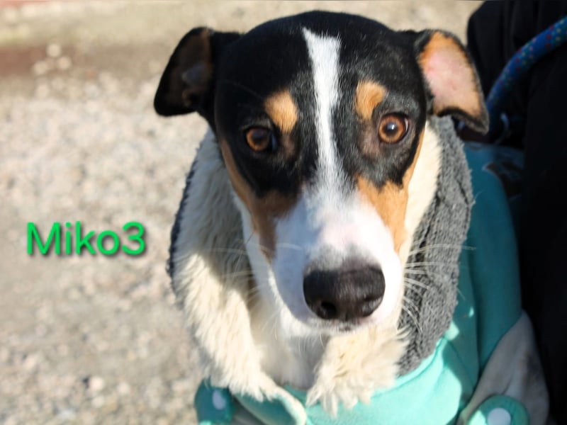 Miko3 geb. 04/2025 (ESP) - fröhlicher, verträglicher und neugieriger Bodeguero Welpe!