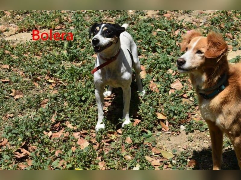 Bolera geb. 02/2018 (ESP) - unkomplizierte und verschmuste Hundedame hat endlich Glück verdient!