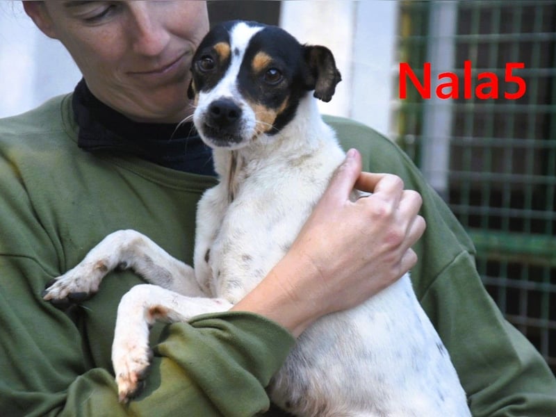 Nala5 geb. 04/2024 (ESP) - liebevolle, kleine Bodeguero Ratonero Andaluz Hündin!