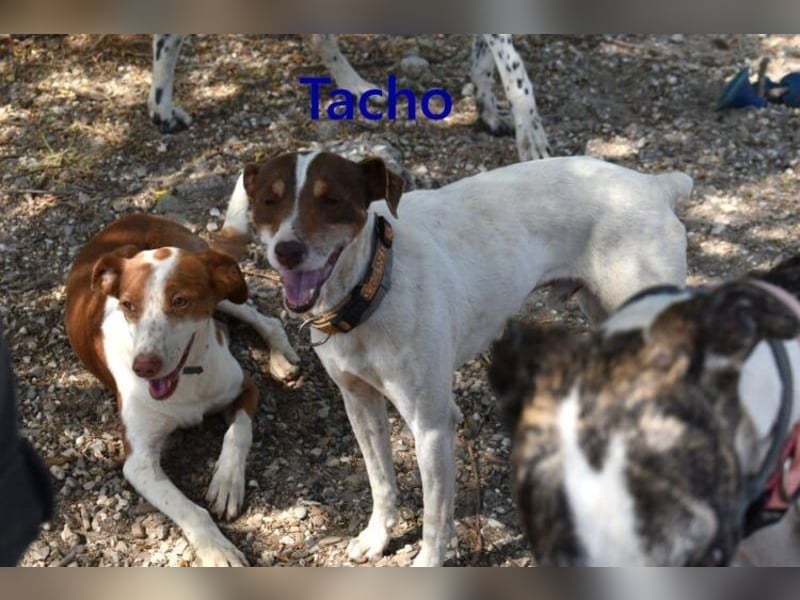 Tacho geb. 06/2024 (ESP) - verträglicher Hundebub sucht seinen Wirkungskreis!