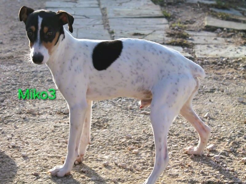 NOTFALL! Miko3 geb. 04/2025 (ESP) - fröhlicher, verträglicher und neugieriger Bodeguero Welpe!