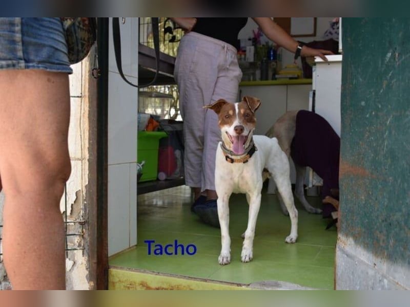 Tacho geb. 06/2024 (ESP) - verträglicher Hundebub sucht seinen Wirkungskreis!