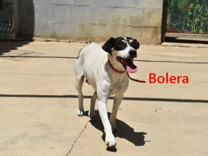 Bolera geb. 02/2018 (ESP) - unkomplizierte und verschmuste Hundedame hat endlich Glück verdient!