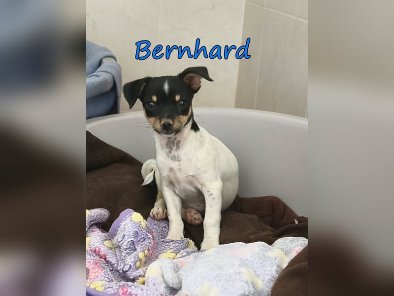 Bernhard geb. 07/2026 (ESP) - furchtloser, kleiner Charmeur sucht seine Menschen!