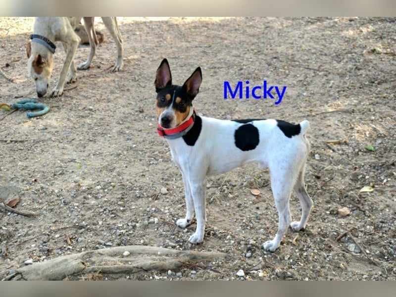 Micky geb. 01/2025 (ESP) - freundlicher, hübscher Hundejunge!