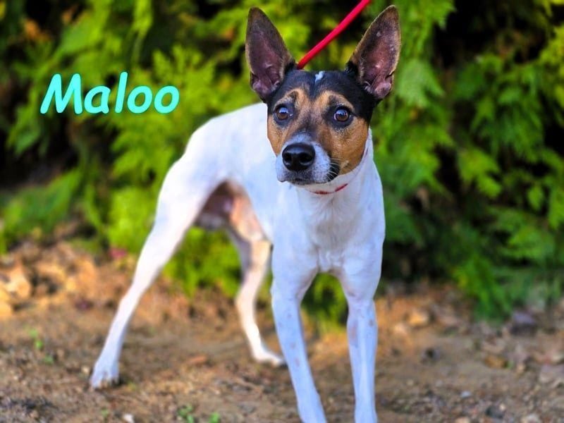 Maloo geb. 11/2022 (ESP) - kleiner Ratonero Bodeguero Andaluz!