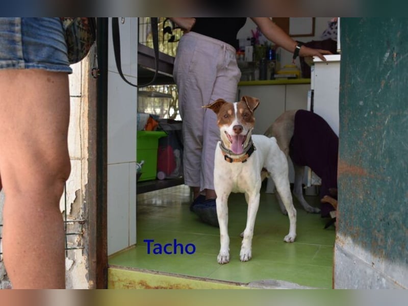 Tacho geb. 06/2024 (ESP) - verträglicher Hundebub sucht seinen Wirkungskreis!