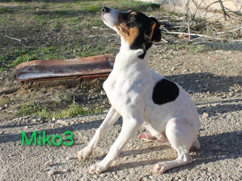 Miko3 geb. 04/2025 (ESP) - fröhlicher, verträglicher und neugieriger Bodeguero Welpe!