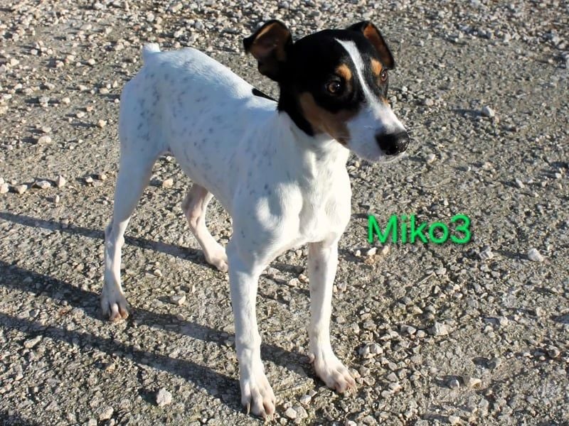 Miko3 geb. 04/2025 (ESP) - fröhlicher, verträglicher und neugieriger Bodeguero Welpe!