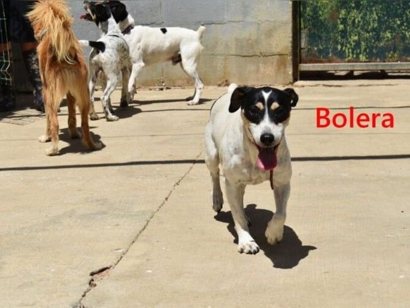 Bolera geb. 02/2018 (ESP) - unkomplizierte und verschmuste Hundedame hat endlich Glück verdient!