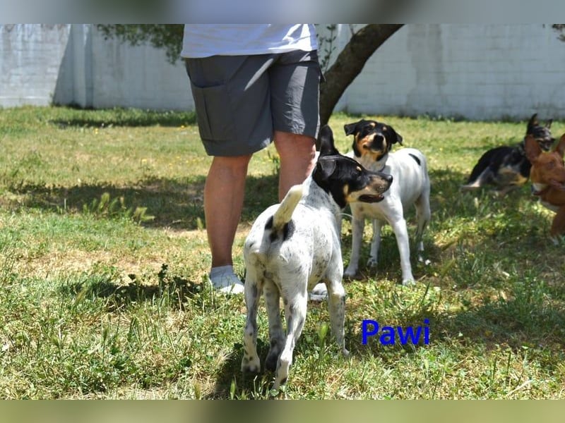 Pawi geb. 01/2022 (ESP) - verschmuster und fröhlicher Hundekumpel!