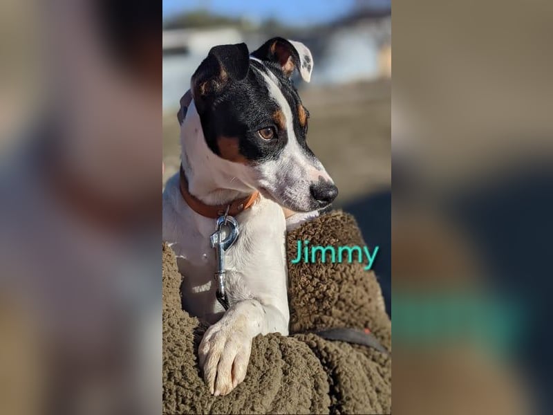 Jimmy geb. 09/2025 (ESP) - neugieriger und sportlicher Ratonero Bodeguero Andaluz Welpe!