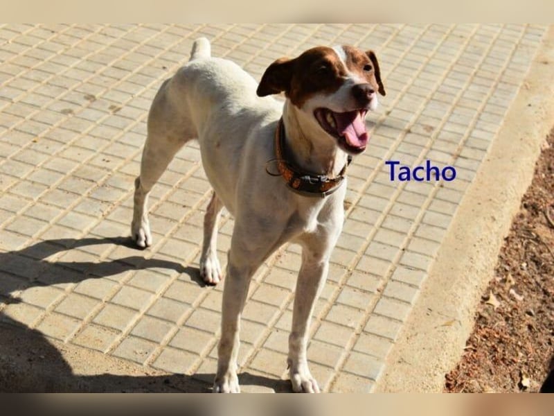 Tacho geb. 06/2024 (ESP) - verträglicher Hundebub sucht seinen Wirkungskreis!