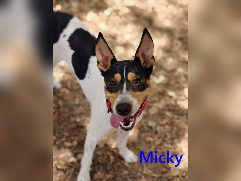 Micky geb. 01/2025 (ESP) - freundlicher, hübscher Hundejunge!