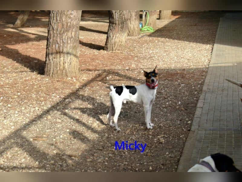 Micky geb. 01/2025 (ESP) - freundlicher, hübscher Hundejunge!