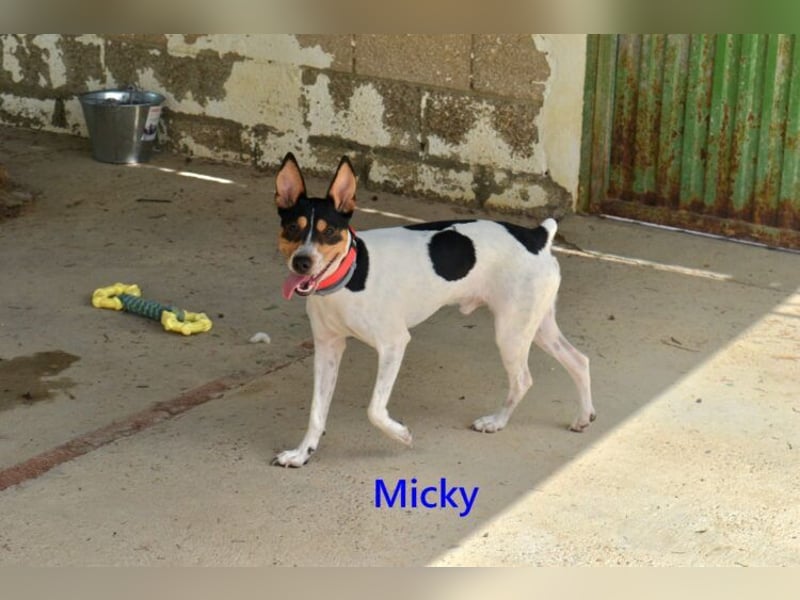 Micky geb. 01/2025 (ESP) - freundlicher, hübscher Hundejunge!
