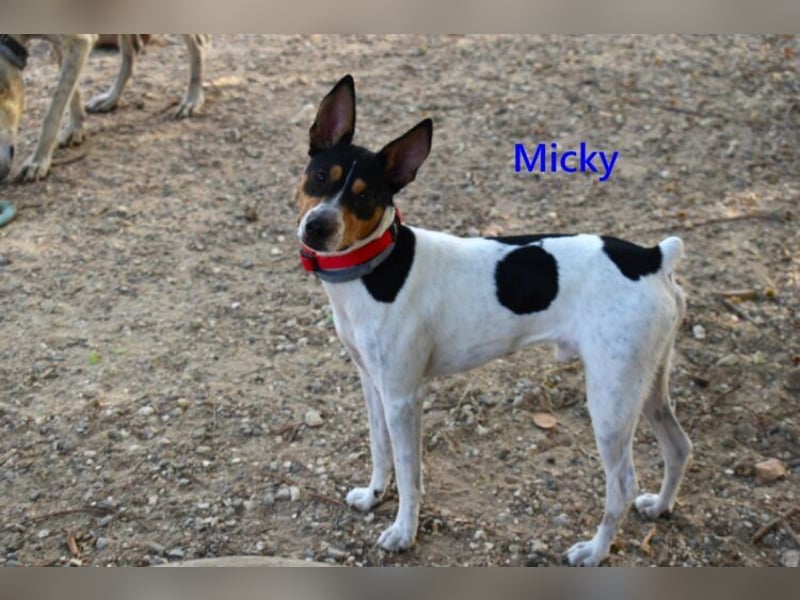 Micky geb. 01/2025 (ESP) - freundlicher, hübscher Hundejunge!