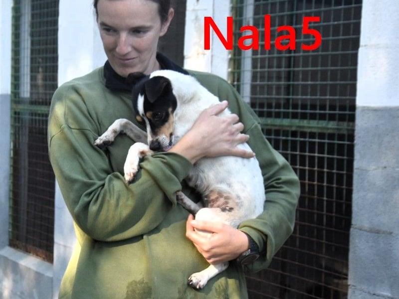 Nala5 geb. 04/2024 (ESP) - liebevolle, kleine Bodeguero Ratonero Andaluz Hündin!