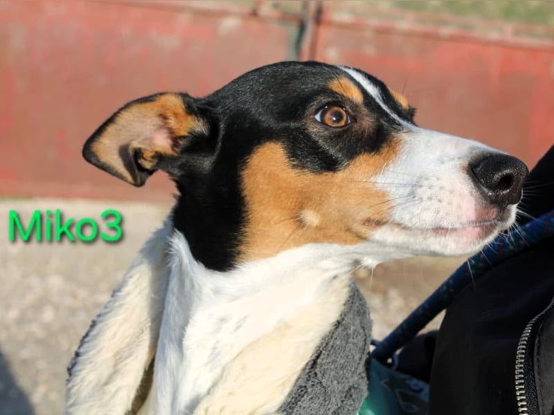 Miko3 geb. 04/2025 (ESP) - fröhlicher, verträglicher und neugieriger Bodeguero Welpe!