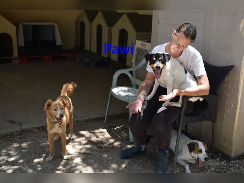 Pawi geb. 01/2022 (ESP) - verschmuster und fröhlicher Hundekumpel!