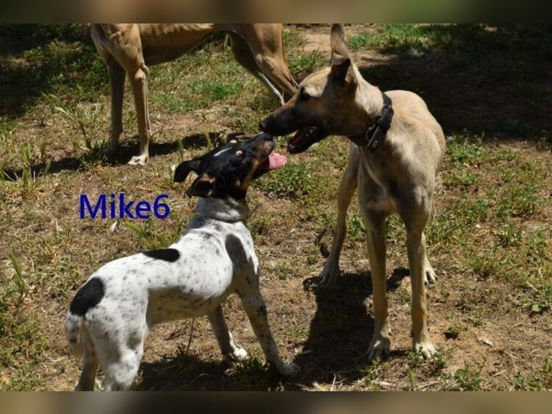 Mike6 geb. 01/2026 (ESP) - offener und sozialer Welpe sucht seine Familie!
