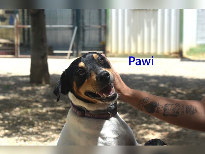 Pawi geb. 01/2022 (ESP) - verschmuster und fröhlicher Hundekumpel!
