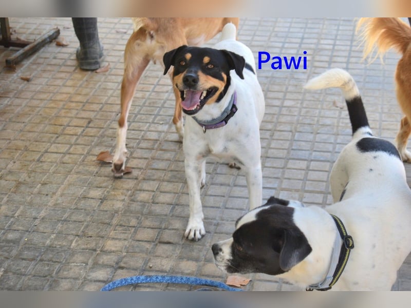 Pawi geb. 01/2022 (ESP) - verschmuster und fröhlicher Hundekumpel!