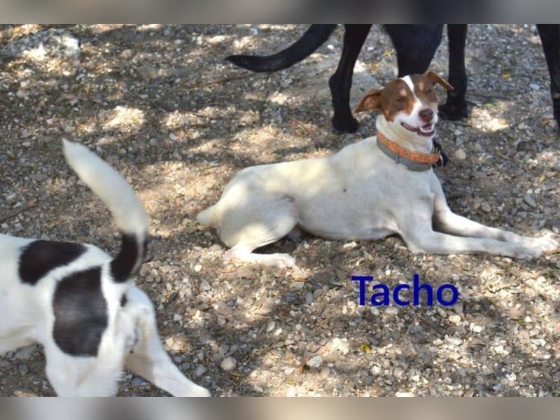 Tacho geb. 06/2024 (ESP) - verträglicher Hundebub sucht seinen Wirkungskreis!