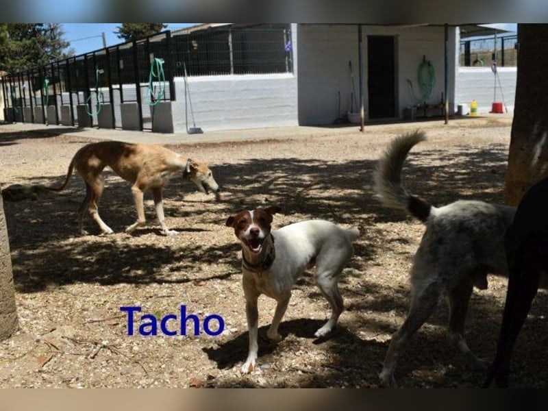 Tacho geb. 06/2024 (ESP) - verträglicher Hundebub sucht seinen Wirkungskreis!