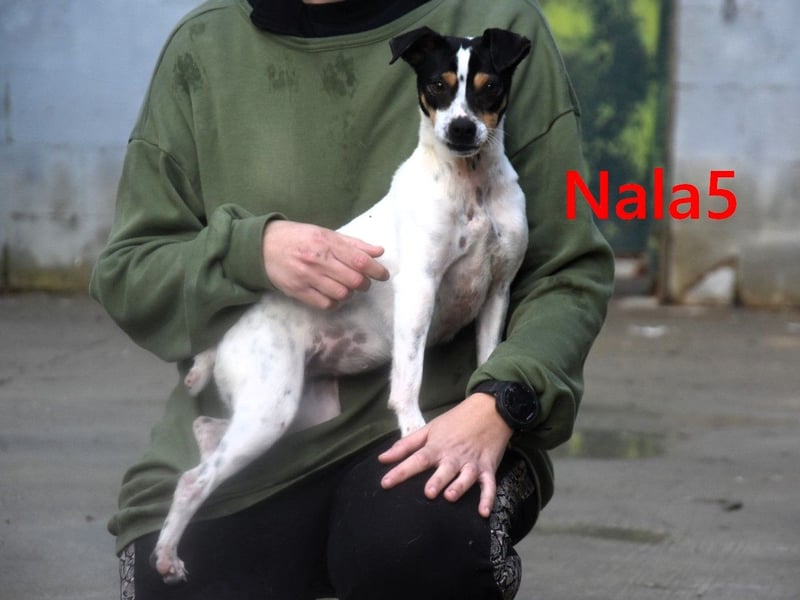 Nala5 geb. 04/2024 (ESP) - liebevolle, kleine Bodeguero Ratonero Andaluz Hündin!