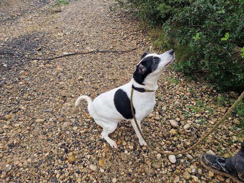 NOTFALL FIORELLA sucht Alterswohnsitz