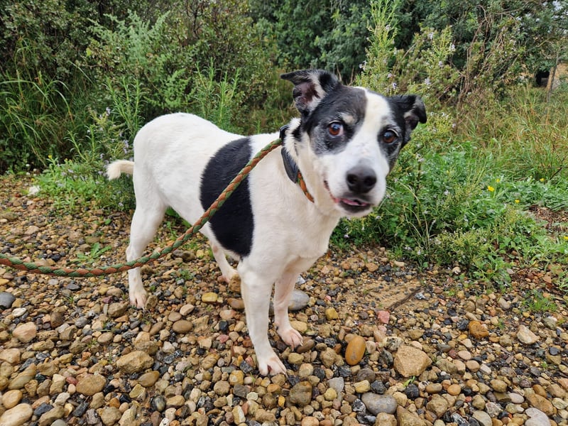 NOTFALL FIORELLA sucht Alterswohnsitz