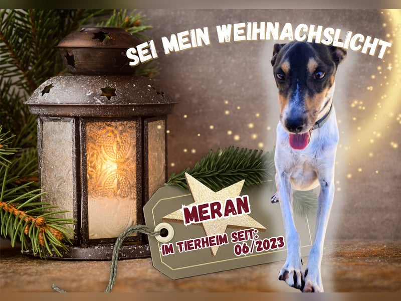 MERAN wünscht sich ganz viel Liebe