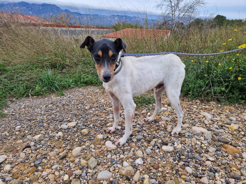 MERAN wünscht sich ganz viel Liebe