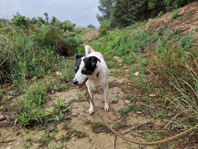 NOTFALL FIORELLA sucht Alterswohnsitz