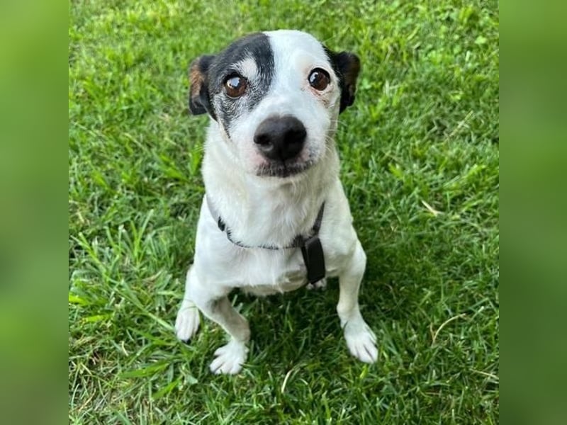 WINSTON ein Opi sucht seine Menschen