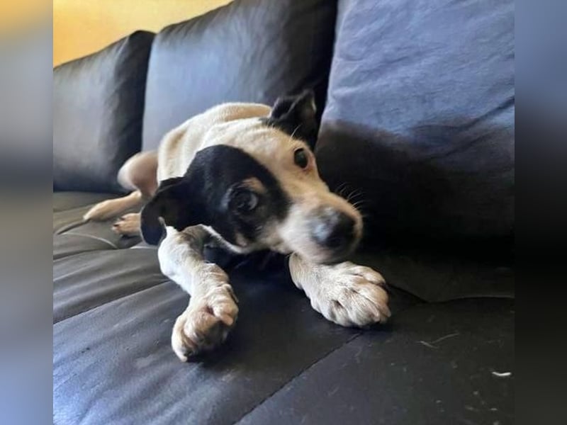 WINSTON ein Opi sucht seine Menschen