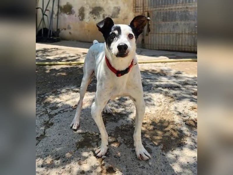 WINSTON ein Opi sucht seine Menschen