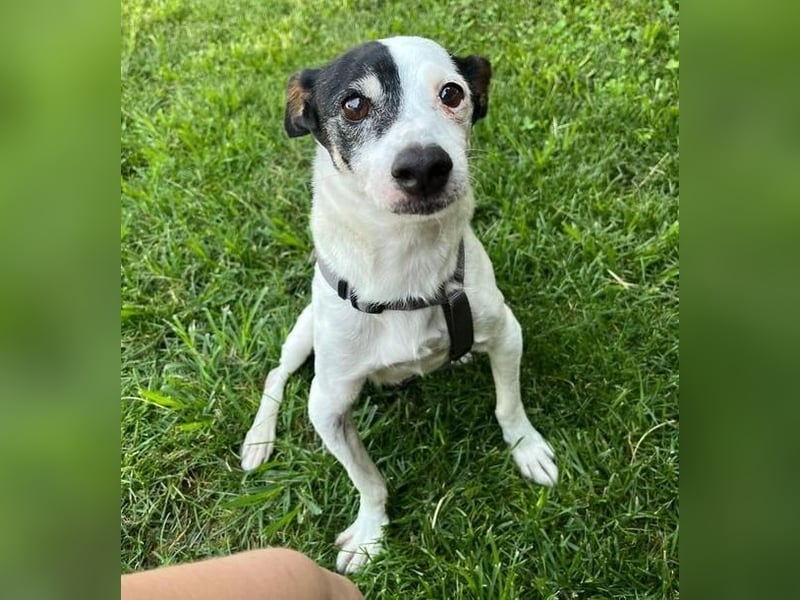 WINSTON ein Opi sucht seine Menschen