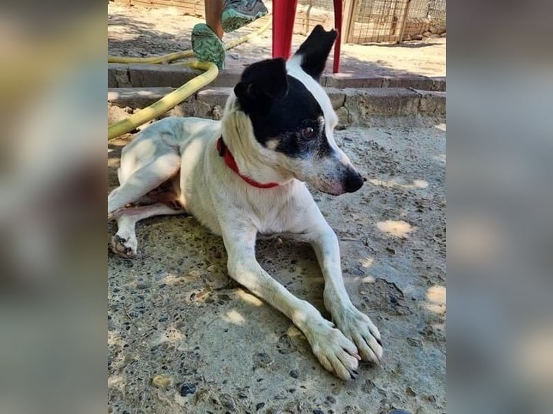 WINSTON ein Opi sucht seine Menschen