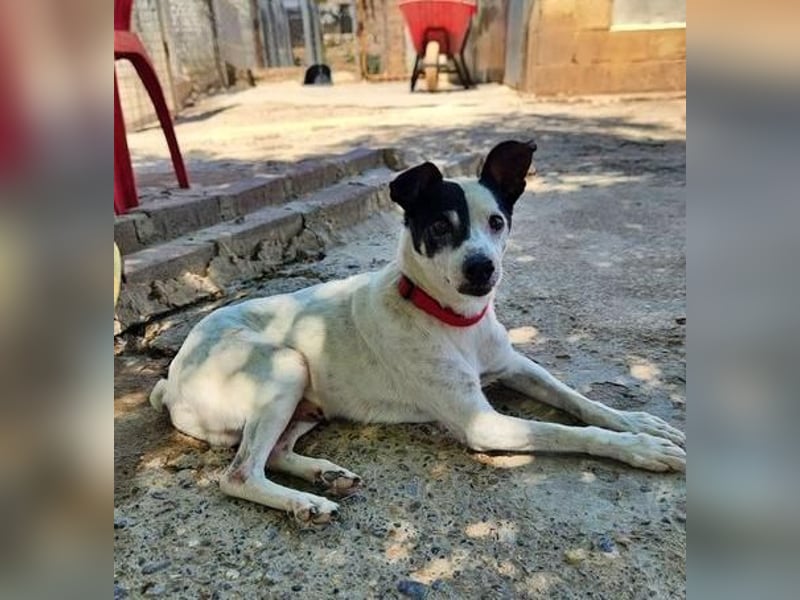 WINSTON ein Opi sucht seine Menschen