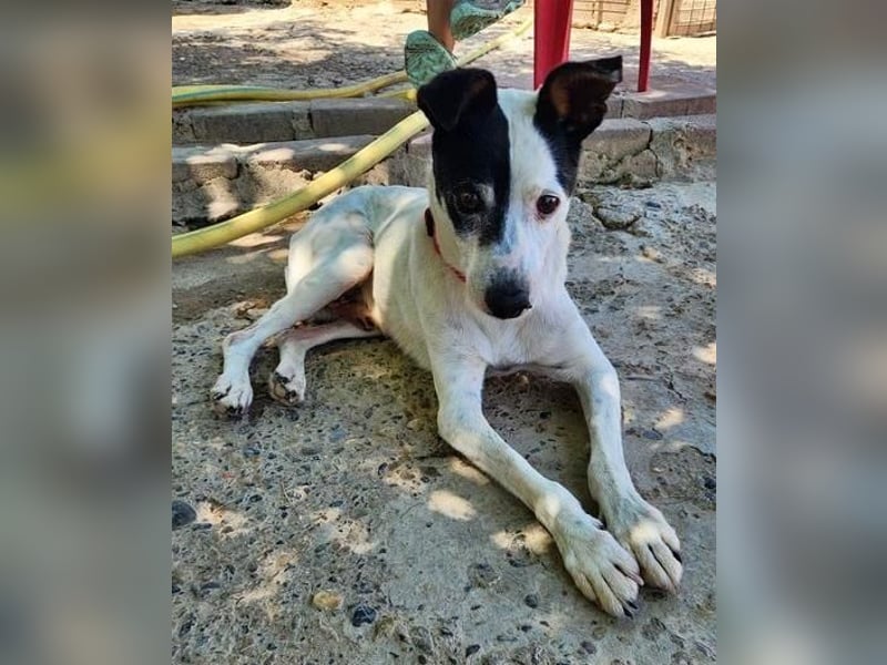 WINSTON ein Opi sucht seine Menschen