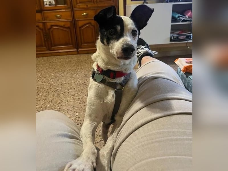 WINSTON ein Opi sucht seine Menschen