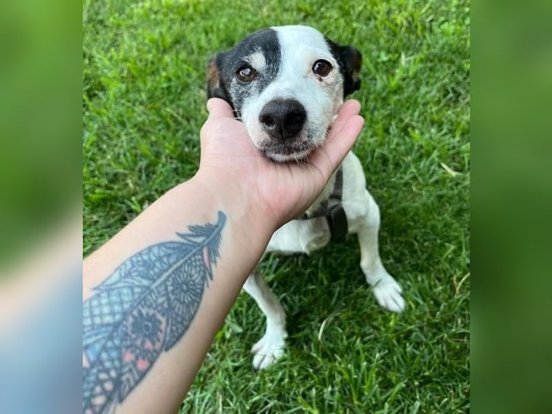 WINSTON ein Opi sucht seine Menschen