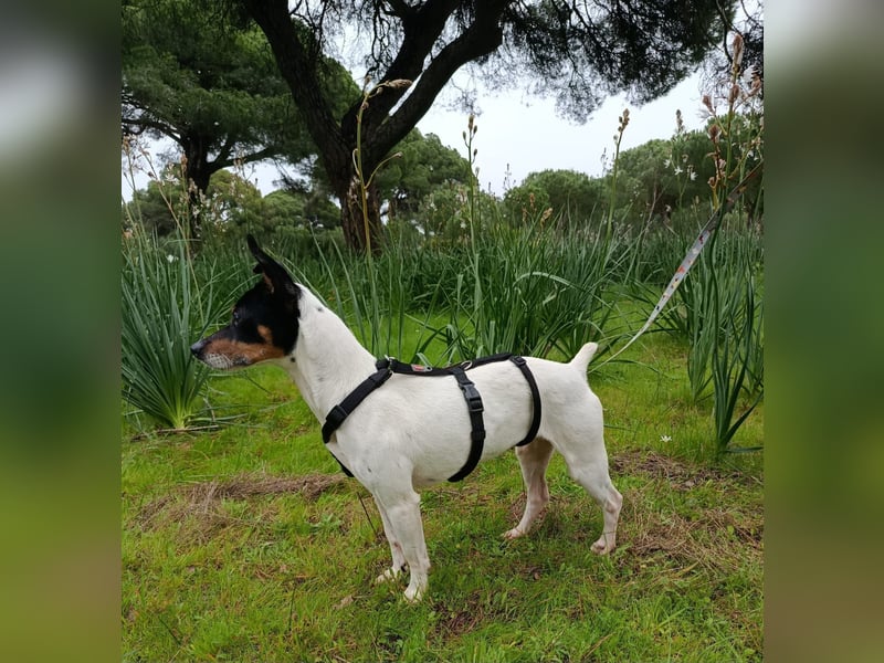 freundliche kleine Bodeguera Lonia