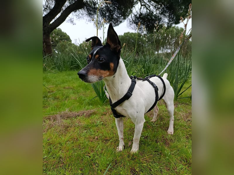 freundliche kleine Bodeguera Lonia