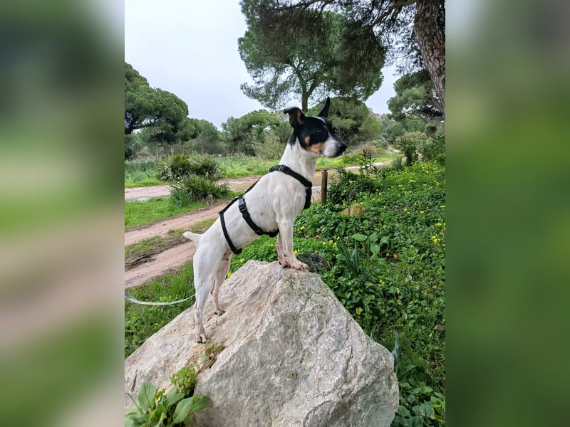 freundliche kleine Bodeguera Lonia